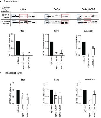 The two-faced role of RNA methyltransferase METTL3 on cellular response to cisplatin in head and neck squamous cell carcinoma in vitro model